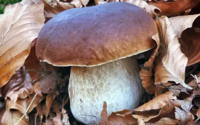 Un magnifique cèpe de Bordeaux, avec son chapeau brun et son pied blanc texturé, émerge d'un lit de feuilles mortes d'automne.