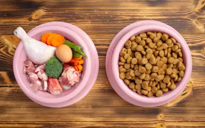 Dos tazones de comida para perros: uno con ingredientes naturales como pollo, carne, huevo y verduras; otro con pienso seco. Opiniones sobre comida natural para perros.