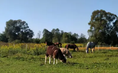 Stajnia Pasat Wielki Bór: konie i owce pasące się na zielonej łące, w tle las i żółte kwiaty.