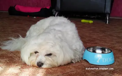Biały maltańczyk leży obok miski z napisem "DOG". Zastanawiasz się, co może jeść maltańczyk oprócz karmy?