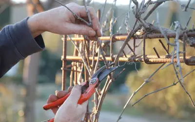 Main d'un jardinier taillant une vigne grimpante avec un sécateur orange, sur un support rouillé.