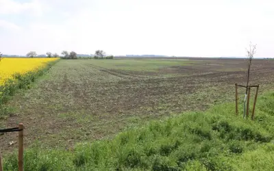Rozległe pole z młodymi uprawami i kwitnącym rzepakiem. Idealne miejsce na inwestycję z kredytem preferencyjnym na zakup ziemi.