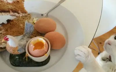 Kot patrzy na talerz z jajkami na twardo, tostami i ozdobną kurką. Czyżby marzył o surowym jajku dla kota?