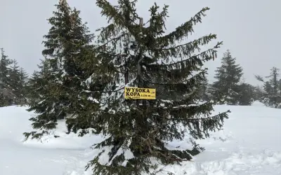 Śnieg i świerki na podejściu na Wysoką Kopę. Objawy zmęczenia przy podejściu na wysoką kopę jak rozłożyć siły.