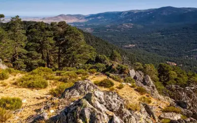 Vista panorámica del **parque nacional de la Sierra de Guadarrama**, con pinos, rocas y vegetación baja en primer plano, y un denso bosque y montañas al fondo.