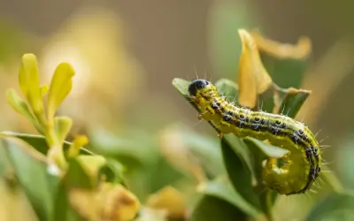 Gąsienica ćmy bukszpanowej, groźny naturalny wróg bukszpanów, żeruje na zielonym liściu.
