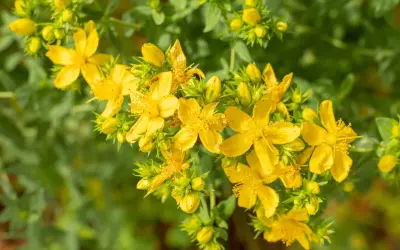 Ein Strauß leuchtend gelber Blüten der Johanniskraut-Pflanze, umgeben von grünem Laub und Knospen.