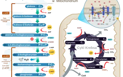 Schemat przedstawia procesy metaboliczne: glikolizę w cytoplazmie, cykl Krebsa i łańcuch oddechowy w mitochondriach, gdzie zachodzi produkcja ATP.