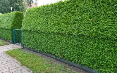 Seto de tuyas verde y frondoso, ideal para saber cuándo podar tuyas en Galicia y mantenerlo perfecto.