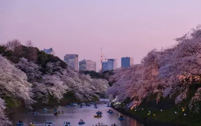 Boote auf einem Kanal unter Kirschblüten in Tokio. Ein Traum für jeden, der Work and Travel Japan erleben möchte.