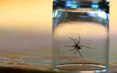 Spinne im Glas gefangen. Ein Glas als Methode, was tun gegen Spinnen, um sie sicher zu entfernen.