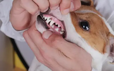 Examen de la bouche d'un chien, montrant une gencive chien normal, rose et saine, avec des dents blanches et bien alignées.