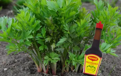 Przyprawa do zup Maggi czy jest szkodliwa? Odkryj niebezpieczeństwa dla zdrowia