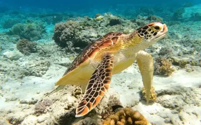 Żółw morski pływa wśród koralowców. Niezapomniane wrażenia z wycieczki do Marsa Alam.