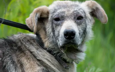 Hund mit Hautproblemen, möglicherweise durch Demodex Milben verursacht. Sein Fell ist struppig, die Haut gerötet und schuppig.