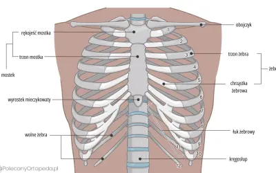 Anatomia klatki piersiowej: mostek, obojczyk i żebra. Widoczne są żebra prawdziwe, fałszywe i wolne, połączone z kręgosłupem.
