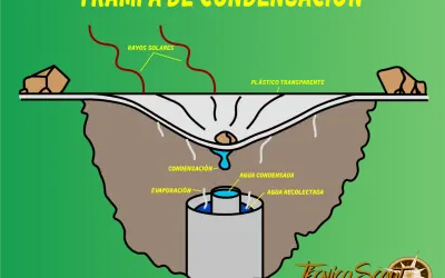 Diagrama de una trampa de condensación para potabilizar agua. Rayos solares calientan la tierra, el agua se evapora, condensa en el plástico y gotea.