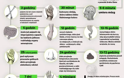 Grafika przedstawia etapy rozkładu ciała po śmierci, od pierwszych minut do miesięcy. Sekcja zwłok jest tu ukazana w sposób naukowy.
