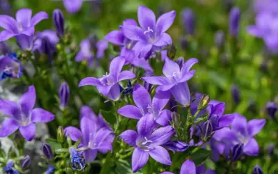 Urocza campanula w doniczce, jej fioletowe kwiaty rozkwitają na tle zieleni.