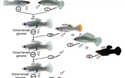 Schema illustra il pesce che si riproduce senza fecondazione, creando cloni femminili con genoma identico.