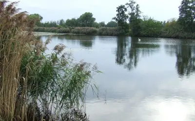 Spokojne jezioro pod morgami, otoczone trzcinami i drzewami. Na wodzie pływa biały łabędź, odbijając się w spokojnej tafli.