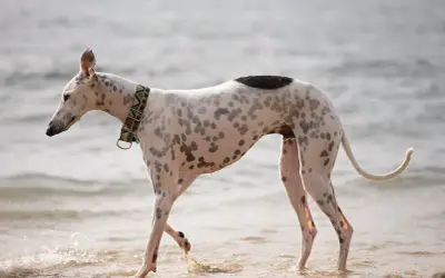 Pstrokata rasa charta spaceruje po plaży, jej smukła sylwetka i plamiste futro przyciągają wzrok.