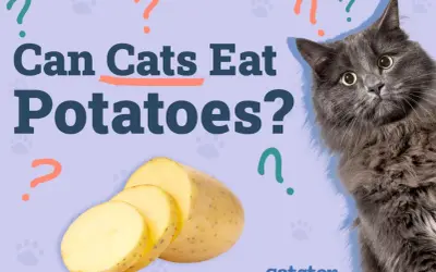 A fluffy gray cat looks curiously at sliced potatoes, with the question "Can cats eat potatoes?" prominently displayed.