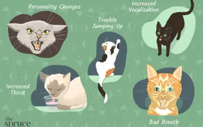 Illustration showing sick cat body language: personality changes, trouble jumping, increased thirst, increased vocalization, and bad breath.