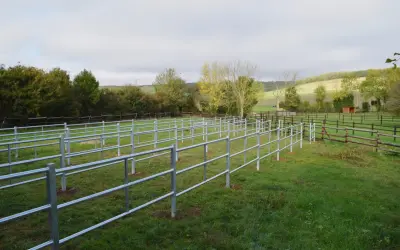 Nowy padok dla koni z metalowymi ogrodzeniami, otoczony zieloną trawą i drzewami.