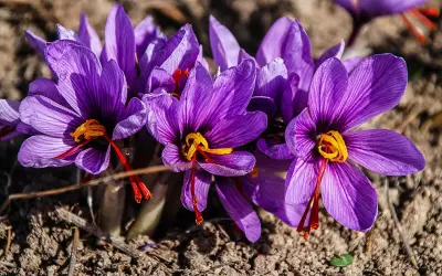 Fiori viola di pianta zafferano con pistilli arancioni brillanti emergono dal terreno.