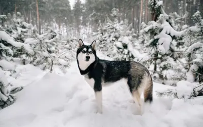Piękny husky z niebieskimi oczami stoi w zasypanym śniegiem lesie. Czy husky szczeka? Nie wiadomo, ale wygląda na gotowego do zabawy.