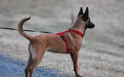 Pies rasy malinois w czerwonych szelkach, gotowy na spacer. Dowiedz się, jak ubrać szelki psu, by zapewnić mu komfort i bezpieczeństwo.