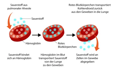 Rotes Blutkörperchen nimmt Sauerstoff auf, transportiert ihn zu den Geweben und gibt ihn ab. Zu viel Sauerstoff im Blut ist nicht gut.
