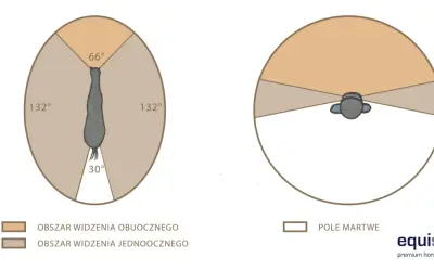 Ilustracja pokazuje, jak widzi koń: szerokie pole widzenia obuocznego (132° po bokach, 66° z przodu) i małe pole martwe z tyłu (30°).