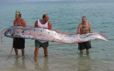 Tre uomini sorridono mentre tengono un pesce remo, un pesce che potrebbe far pensare a qual è il pesce più grande del mondo.