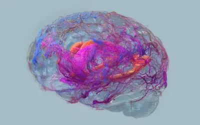 Cervello umano con vasi sanguigni colorati, che simboleggiano la complessità e i potenziali **alzheimer sintomi finali**.