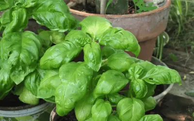 A lush basil plant with vibrant green leaves, ready to add flavor to any dish.