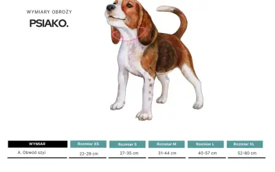 Ilustracja beagla z różową obrożą, pokazująca jak zmierzyć psa w kłębie. Tabela rozmiarów obroży.