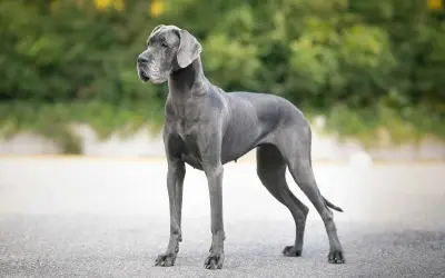 Niemiecki dog, imponująca wysokość w kłębie, prezentuje swoją majestatyczną sylwetkę na tle zieleni.