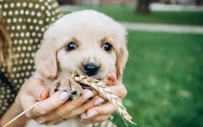 Słodki szczeniak golden retriever trzyma w pyszczku kłos zboża. Szuka jakieś smaczki dla szczeniaka, ale na razie ma tylko trawę.