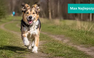 Radosny piesek Max biegnie ścieżką. Szukasz najładniejszych imion dla psa samca? Max to świetny wybór!