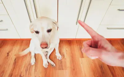 Un perro labrador mira con culpa mientras una mano le señala con el dedo, sugiriendo cómo castigar a un perro si muerde.