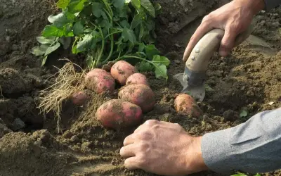 Récolte de pommes de terre fraîchement sorties de terre. Les tubercules rouges et la terre meuble témoignent d'une belle plantation.