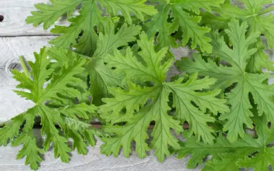 Liście pelargonii pachnącej, znanej z tego, że **anginka na co pomaga**, ułożone na drewnianym tle.