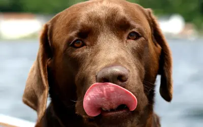 Czekoladowy labrador z językiem na wierzchu. Zastanawiasz się, dlaczego pies piszczy bez powodu? Może po prostu chce się bawić!