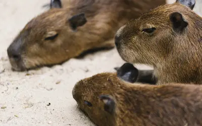 Trzy śpiące kapibary, krewny kapibary, leżą blisko siebie na piasku.
