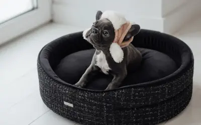 Un adorable bouledogue français, coiffé d'un bonnet douillet, se repose dans sa corbeille chien.