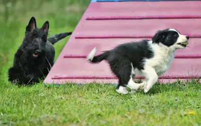 Border collie szczeniak: wymiana sierści kiedy i jak pomóc?