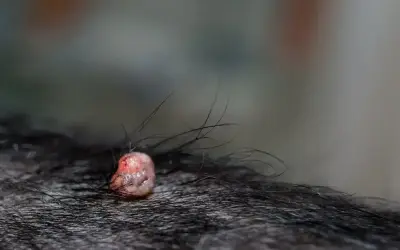 Widoczna brodawka u psa, różowa, z włoskami wyrastającymi wokół. Zdjęcia pokazują zmianę skórną.