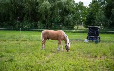 Jasnobrązowy koń z białą grzywą pasie się na łące. W tle widać drzewa i wózek z czarnym workiem, prawdopodobnie do podłączenia pastucha.